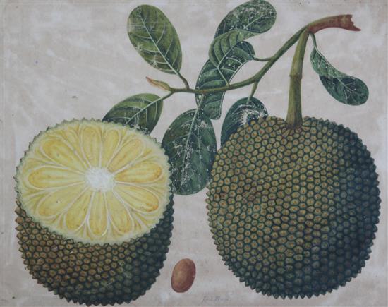 Captain E.A. McCurdy (19th C.) Botanical studies of Indian fruits 11.5 x 15in., housed in hand painted simulated bamboo frames